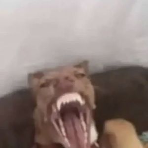 Meet your Posher, Bella